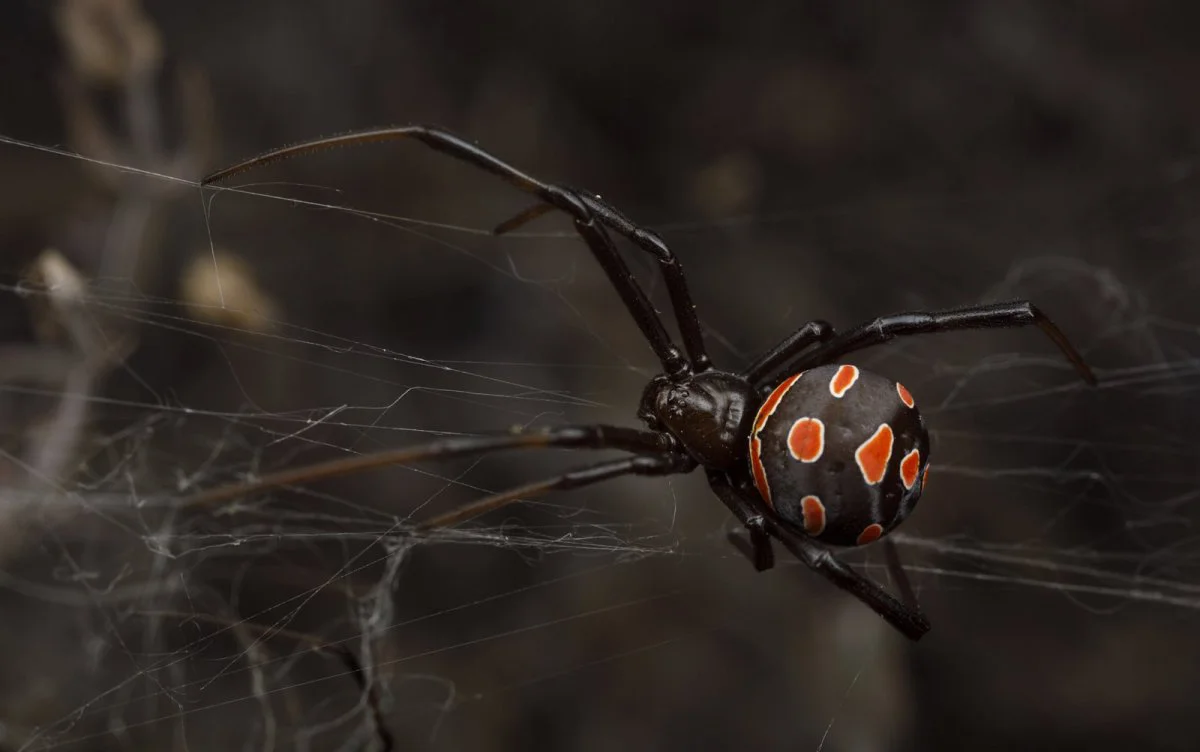 Akdeniz Karadulu (Karakurt)